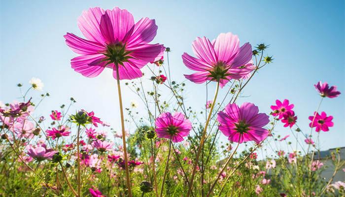 格桑花是一种什么花（格桑花和波斯菊的区别在哪里）