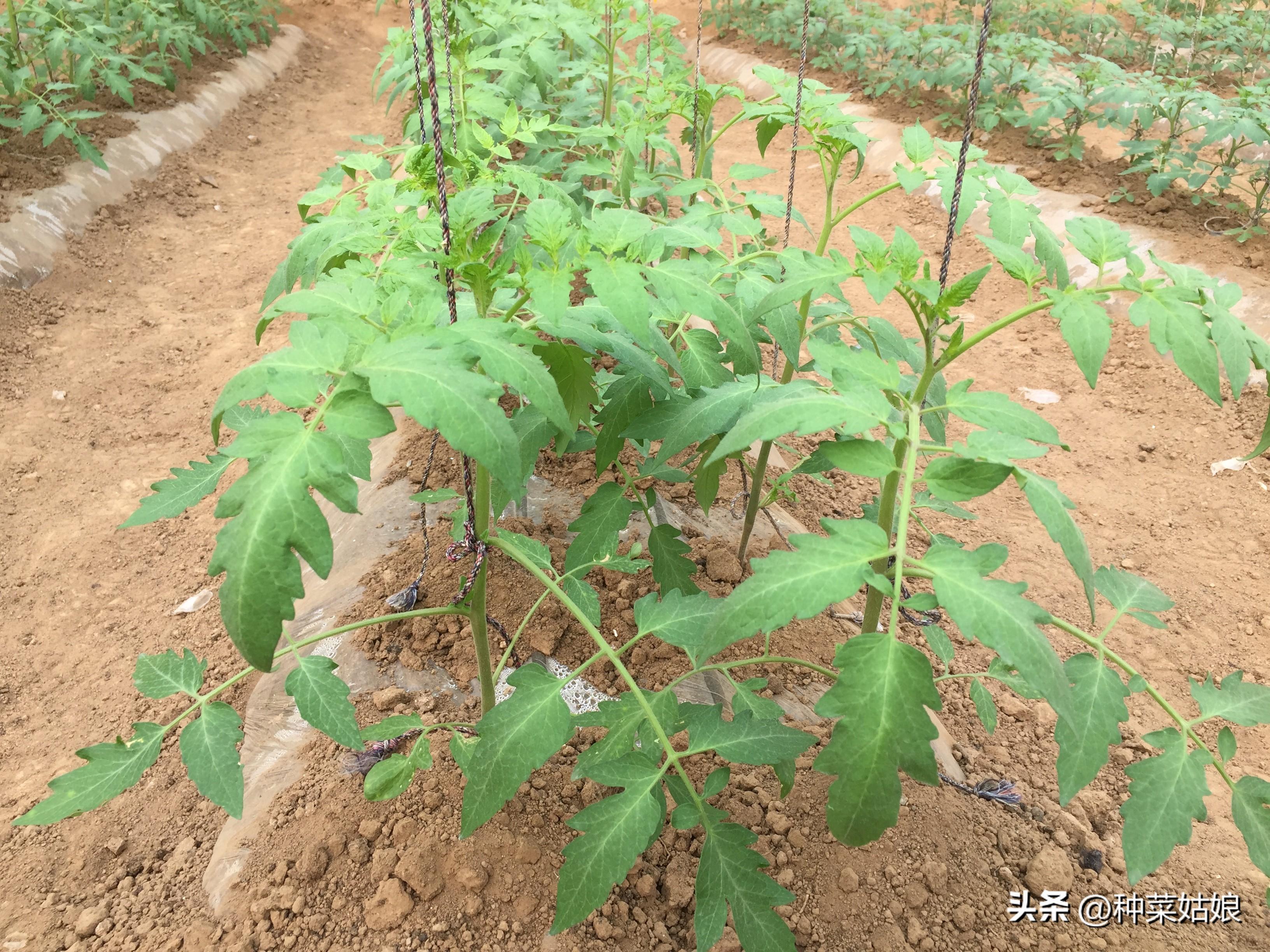 西红柿卷叶一招解决（西红柿卷叶对番茄生长影响大吗）