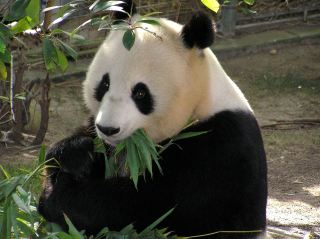 大熊猫的天敌是谁（战斗力不差的大熊猫为何还是濒临灭绝）