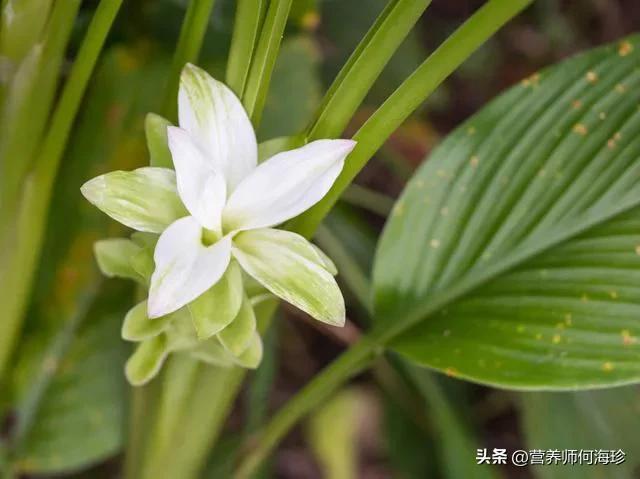 姜黄和生姜的区别在哪里（为什么姜黄被称为药用黄金呢）