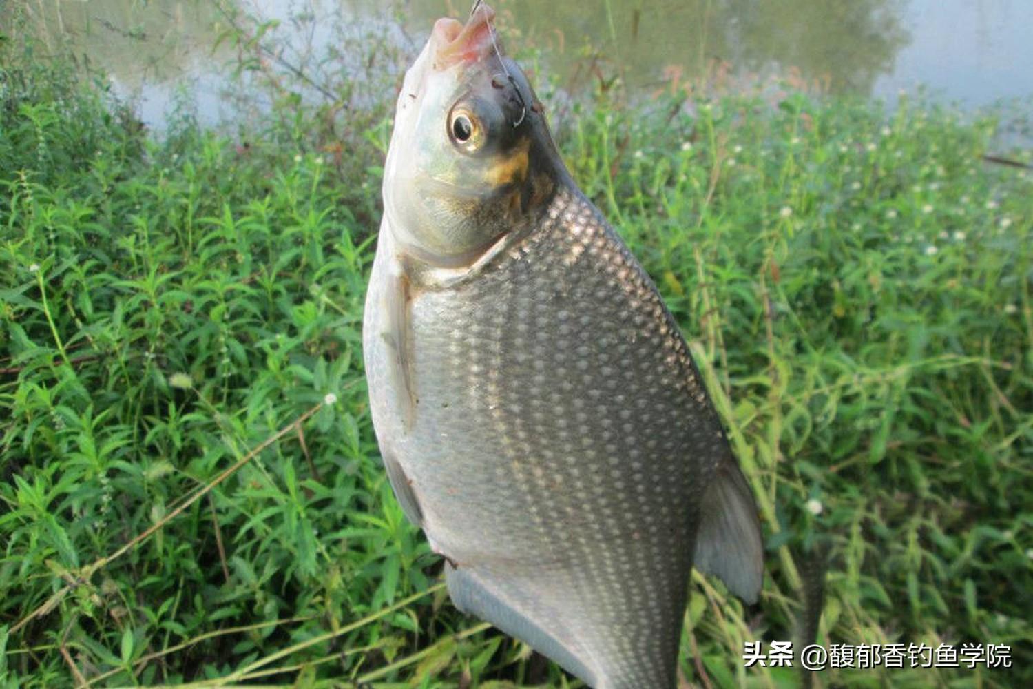 鳊鱼是淡水鱼还是海水鱼（分享鳊鱼的5个特殊习性）