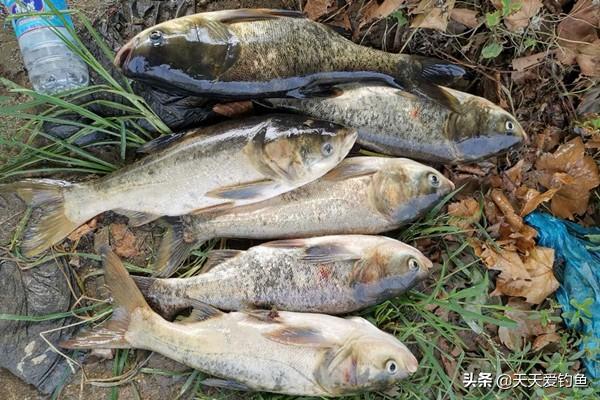 钓白鲢鱼用什么饵料合适（夏季手竿钓花白鲢的方法）