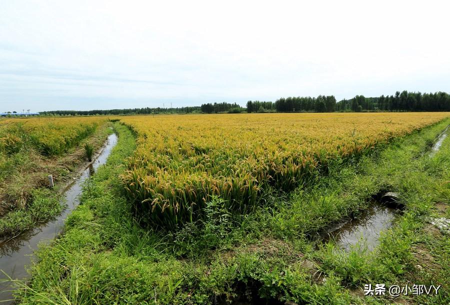 钓黄鳝用什么诱饵最好（想要黄鳝爆护需要掌握哪些技巧）