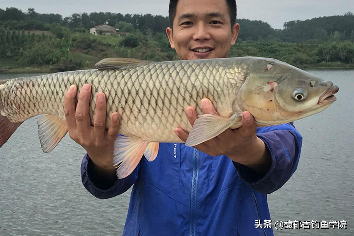 黑坑钓草鱼用什么饵最好（夏天在黑坑的钓草鱼的4个诀窍）