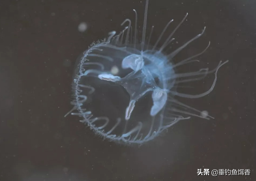 桃花鱼是什么鱼有什么习性（垂钓桃花鱼的技术要领）