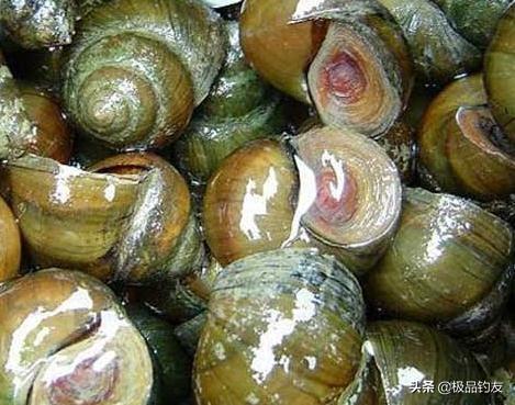 钓青鱼正确挂螺蛳的方法（螺蛳作为钓饵怎么使用呢）