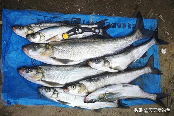 翘嘴在什么水层（民间有哪些实用的钓大翘嘴的方法）