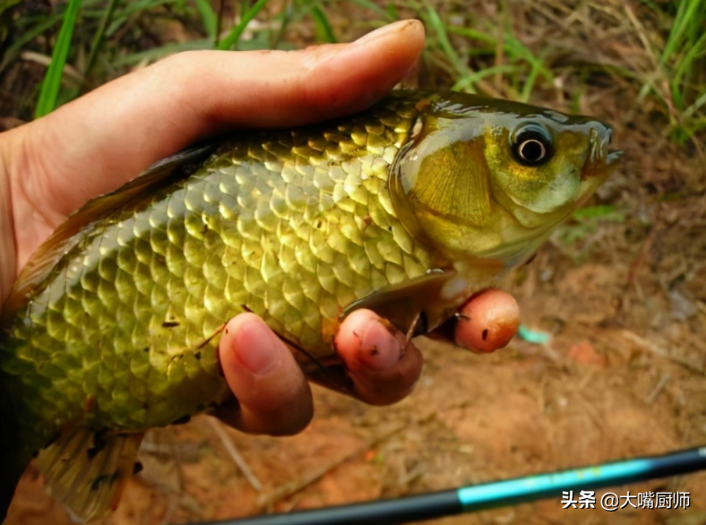 工程鲫鱼是什么意思（野生鲫和工程鲫的区别是什么）