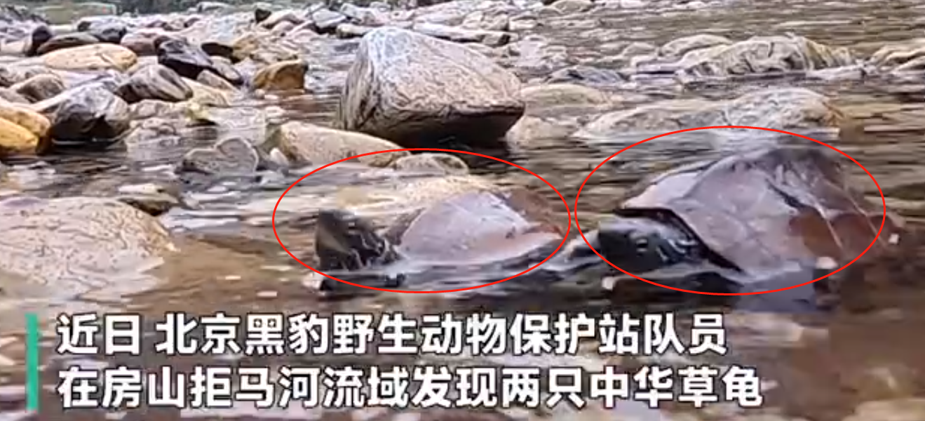中华草龟是保护动物吗（中华草龟为什么会被冻死呢）