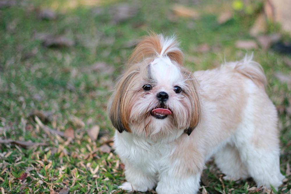 西施犬价格多少钱一只（购买西施犬的时候要注意什么）