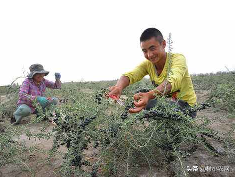 盐碱地适合种什么农作物（7种在盐碱地生长良好的作物）