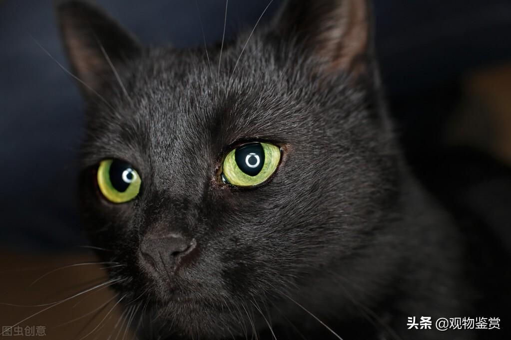 纯色的黑猫是什么品种（纯黑猫的特点以及品种特性）