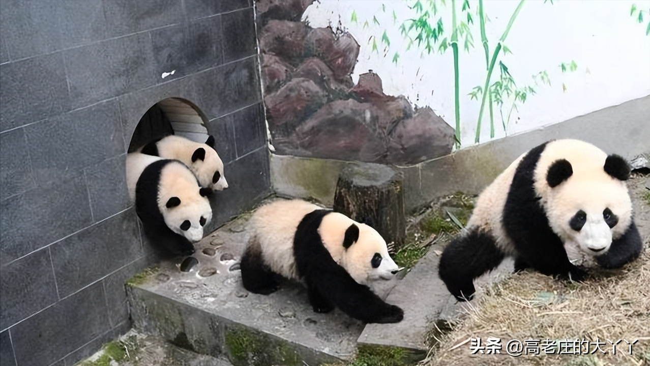 熊猫为什么喜欢吃竹子（为什么熊猫非得吃竹子不可呢）