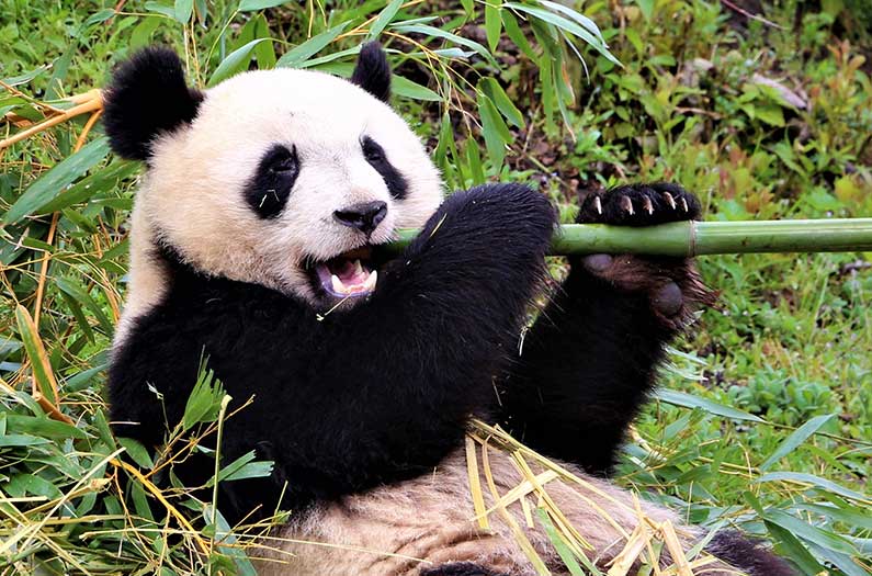 大熊猫最喜欢吃什么（大熊猫每天要吃掉多少斤竹子呢）