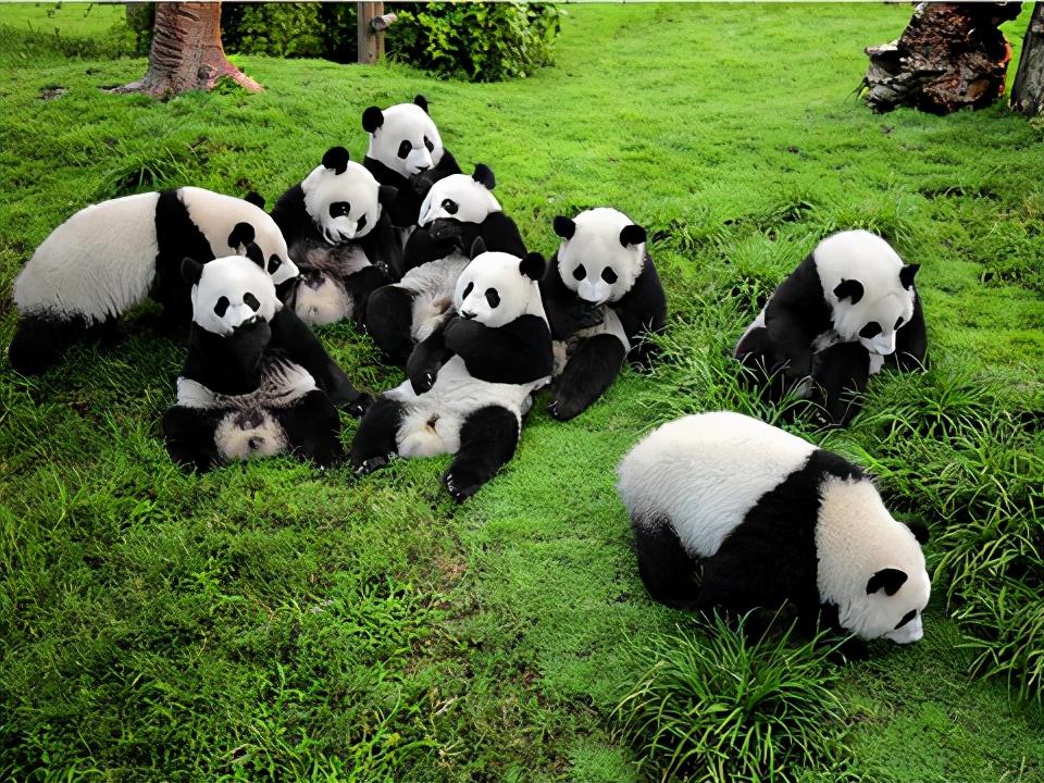 熊猫的繁殖方式是怎么样的（大熊猫是如何进行交配的）