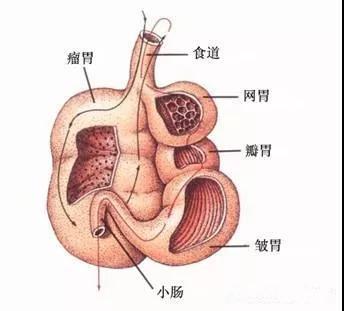 反刍动物是指什么动物（反刍动物为何需要四个胃消化食物）