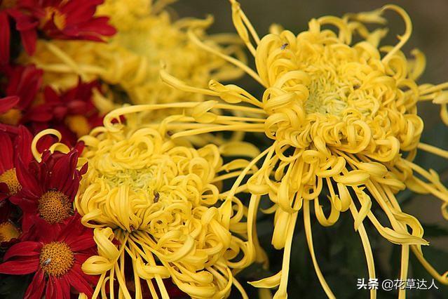 菊花的开放时间是几月份（菊花的生长环境及花语象征）