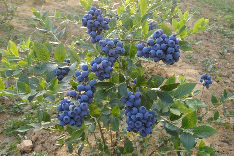 蓝莓什么时候种植最好（蓝莓的采摘和保存注意事项）