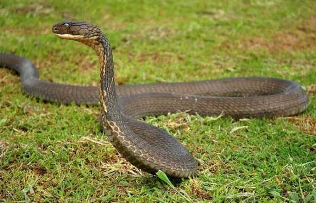眼镜蛇是几级保护动物（如果打死眼镜王蛇要坐牢吗）