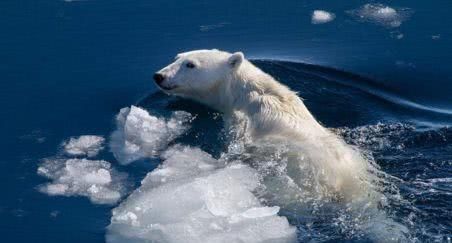 北极熊生活在南极还是北极（北极熊到了南极能生存下去吗）