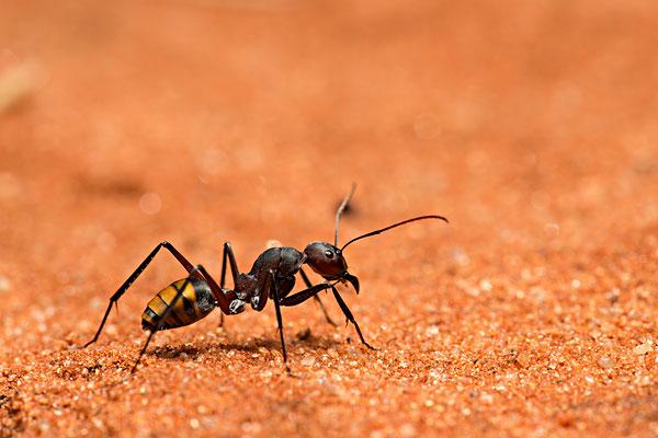 蚂蚁是昆虫吗正确答案（小小的蚂蚁是如何进行分工的）