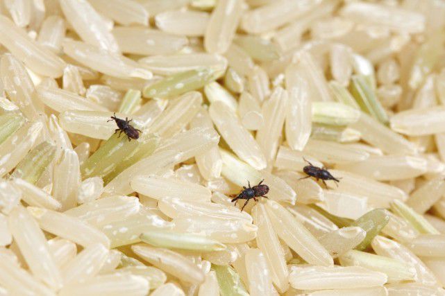 米有黑色的虫子怎么办才好（为什么米中会滋生米虫呢）