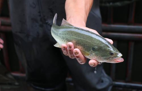 加州鲈鱼是淡水鱼还是海水鱼（加州鲈鱼的训饲方法）