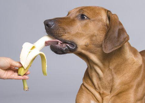狗狗能吃车厘子吗（盘点不建议给狗狗食用的6种水果）