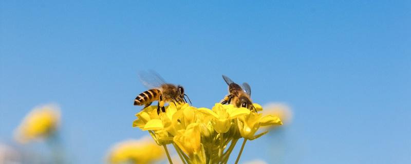 蝴蝶采蜜与蜜蜂采蜜的区别（蝴蝶和蜜蜂采蜜的方式一样吗）