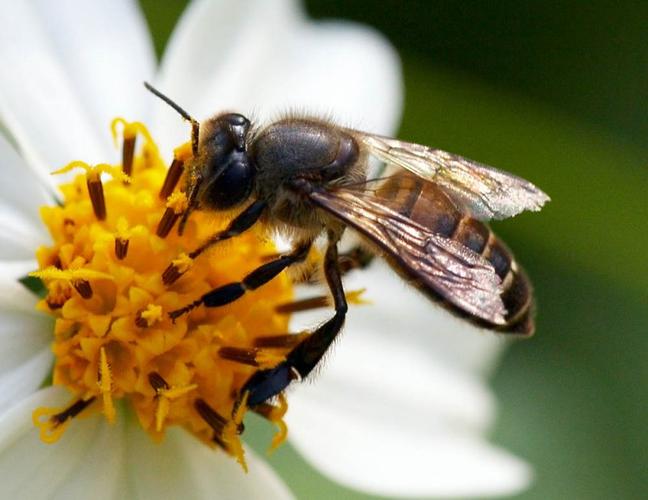 蜜蜂是胎生还是卵生动物（蜜蜂究竟是如何产生蜂乳的）
