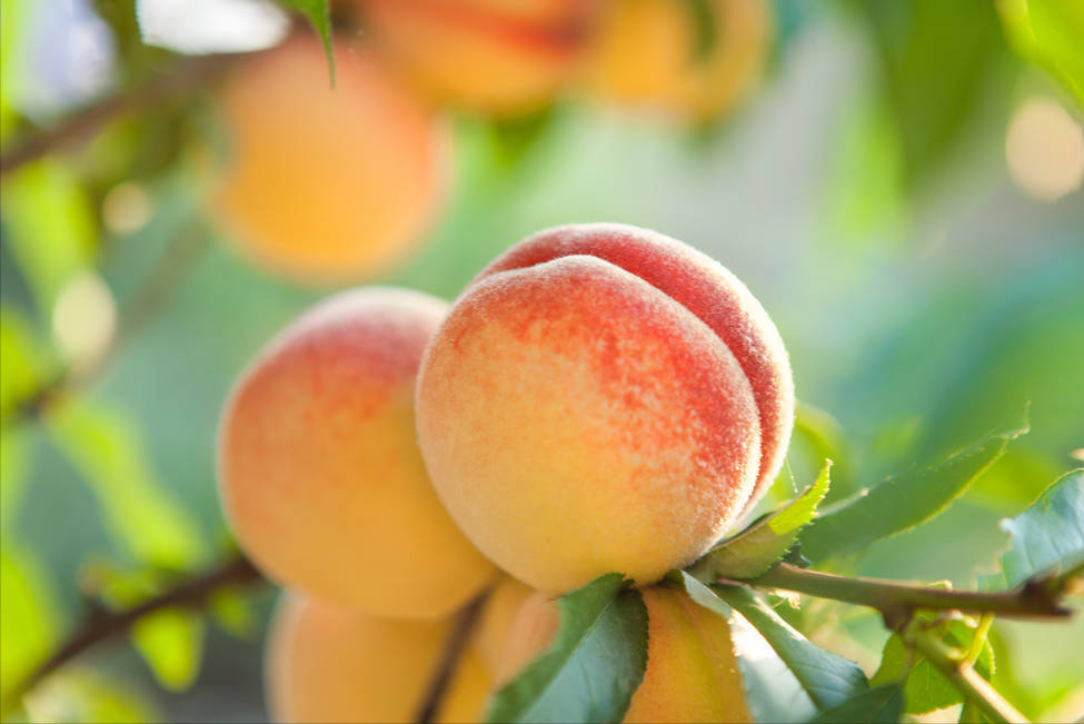 桃树膨果肥最佳时间（桃树膨果肥正确的施肥种类有哪些）