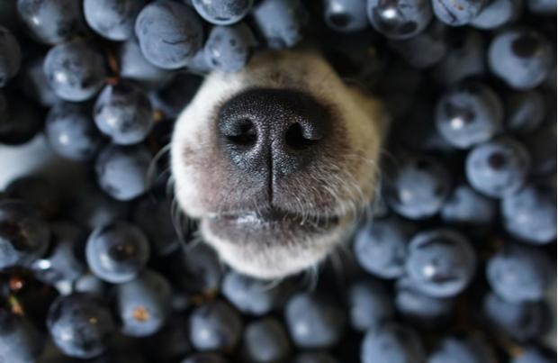 狗狗能吃小番茄吗（有哪些小零食是可以跟狗狗一起分享的）