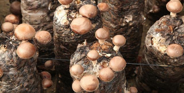 蘑菇的生长环境和条件（温度和湿度对食用菌的影响）