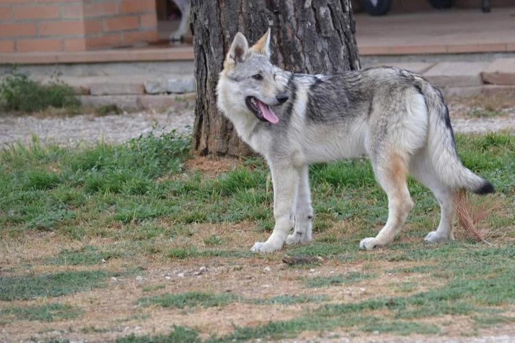 小捷克狼犬一只多少元（盘点六张价格比较贵的狗狗）