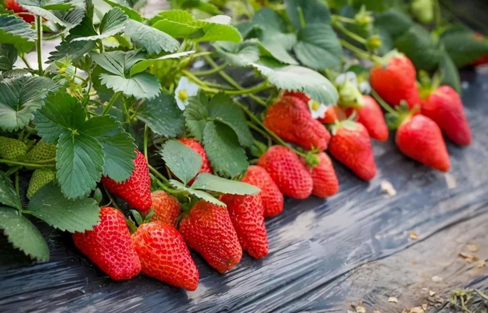 草莓生长环境的条件要求（草莓生长需要什么样的环境）
