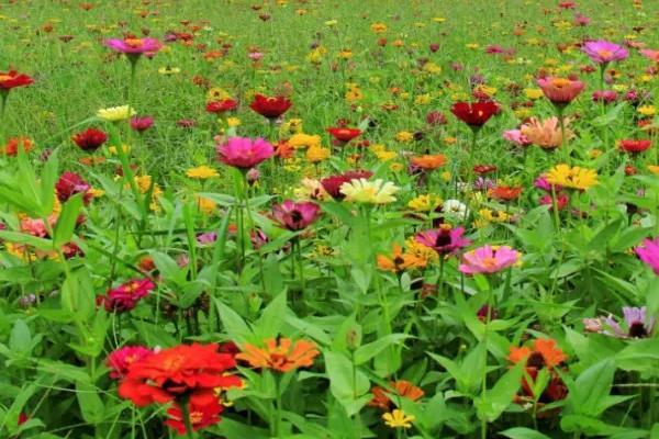 格桑花种子什么时候播种最好（格桑花种子的种植技术）