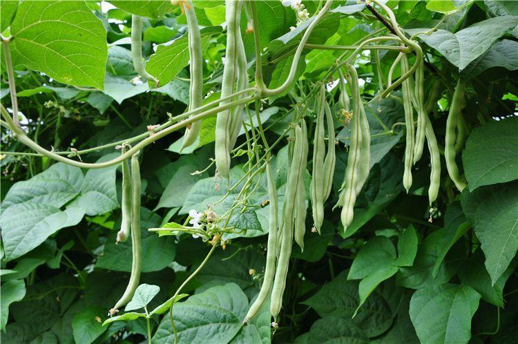秋豆角什么时候种最合适（种植秋豆角的4个关键管理工作）