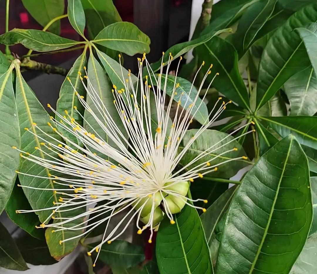 金钱树开花是什么预兆风水（5种开花比较难的植物）