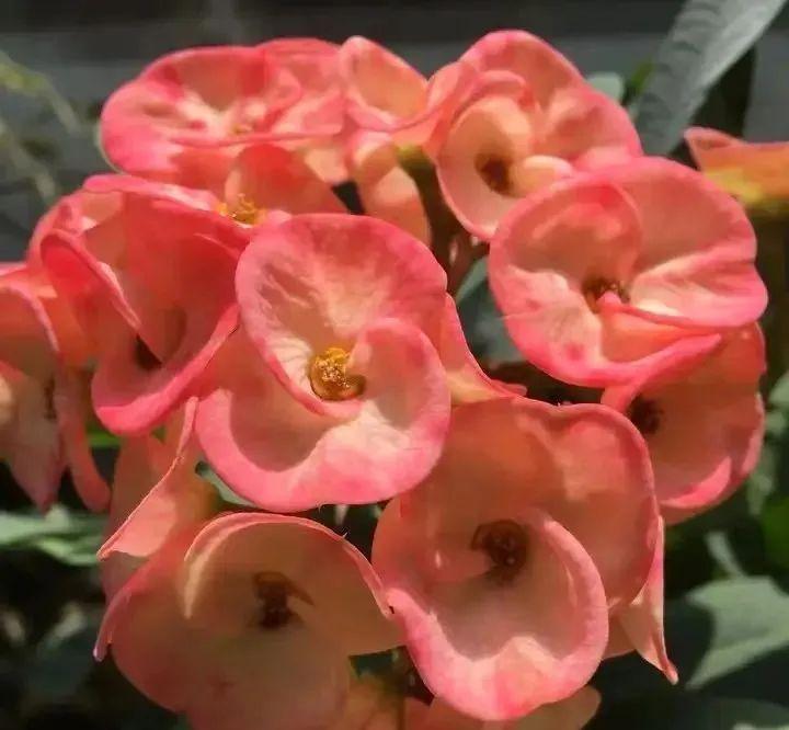 郁金香在室内养有毒吗（哪些鲜花不适合放在室内呢）