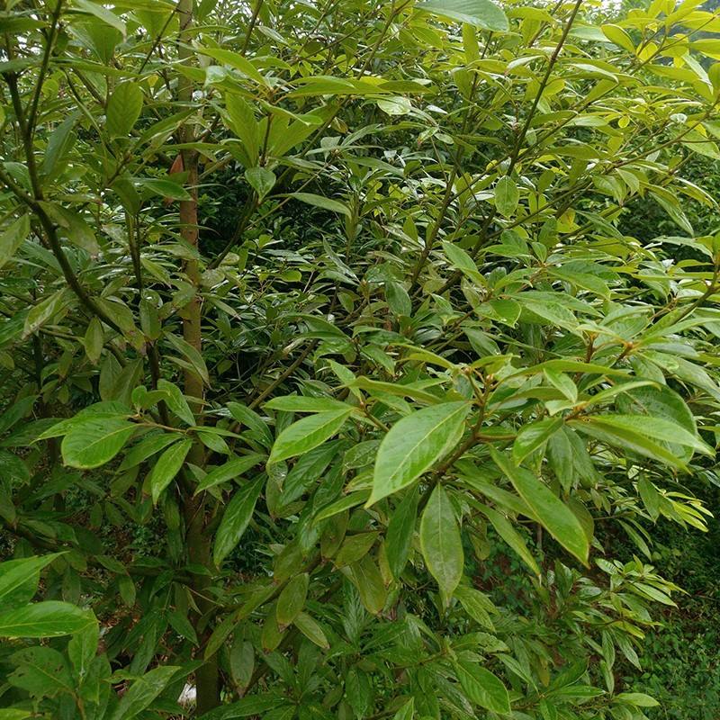 金丝楠木树苗适合哪些地方种植（金丝楠木树苗的市场前景）