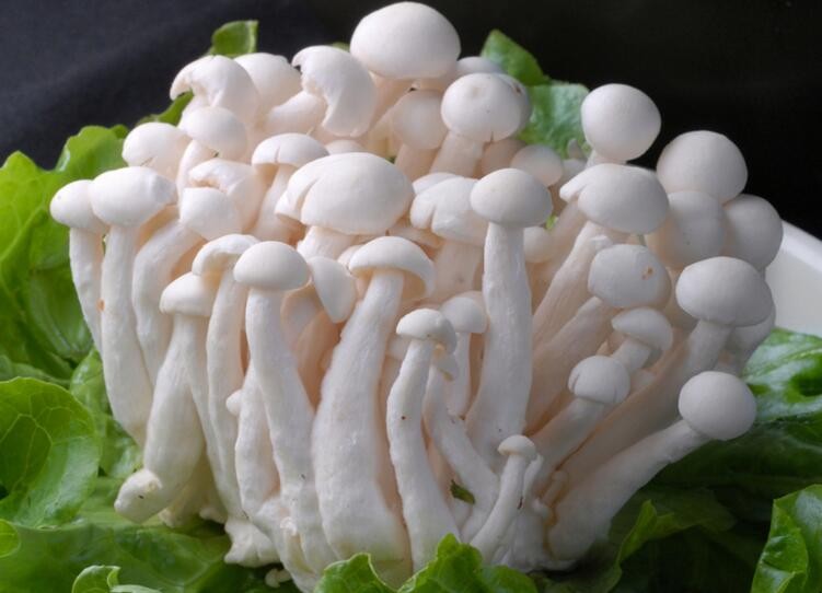 白玉菇需要焯水吗（白玉菇需要焯水的原因及具体方法）