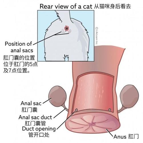 猫咪肛门腺的挤压方法（教授猫咪肛门腺挤压的正确方法和技巧）