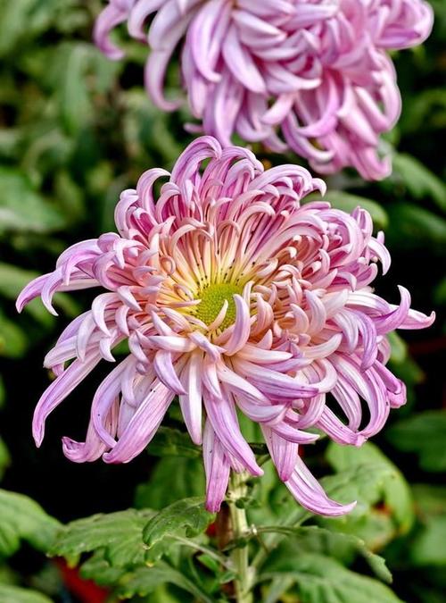 菊花的色彩与含义（介绍菊花的颜色分类和象征意义）