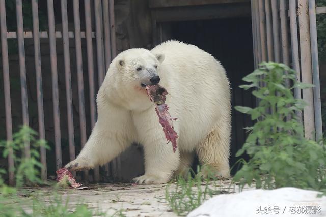 北极熊的食物种类（介绍北极熊的主要食物和饮食习性）