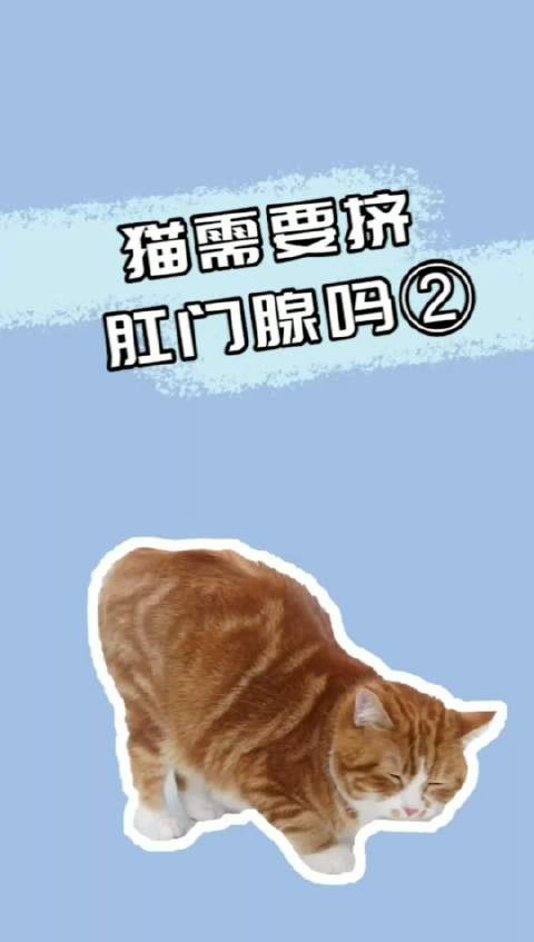 猫咪肛门腺的挤压方法（教授猫咪肛门腺挤压的正确方法和技巧）