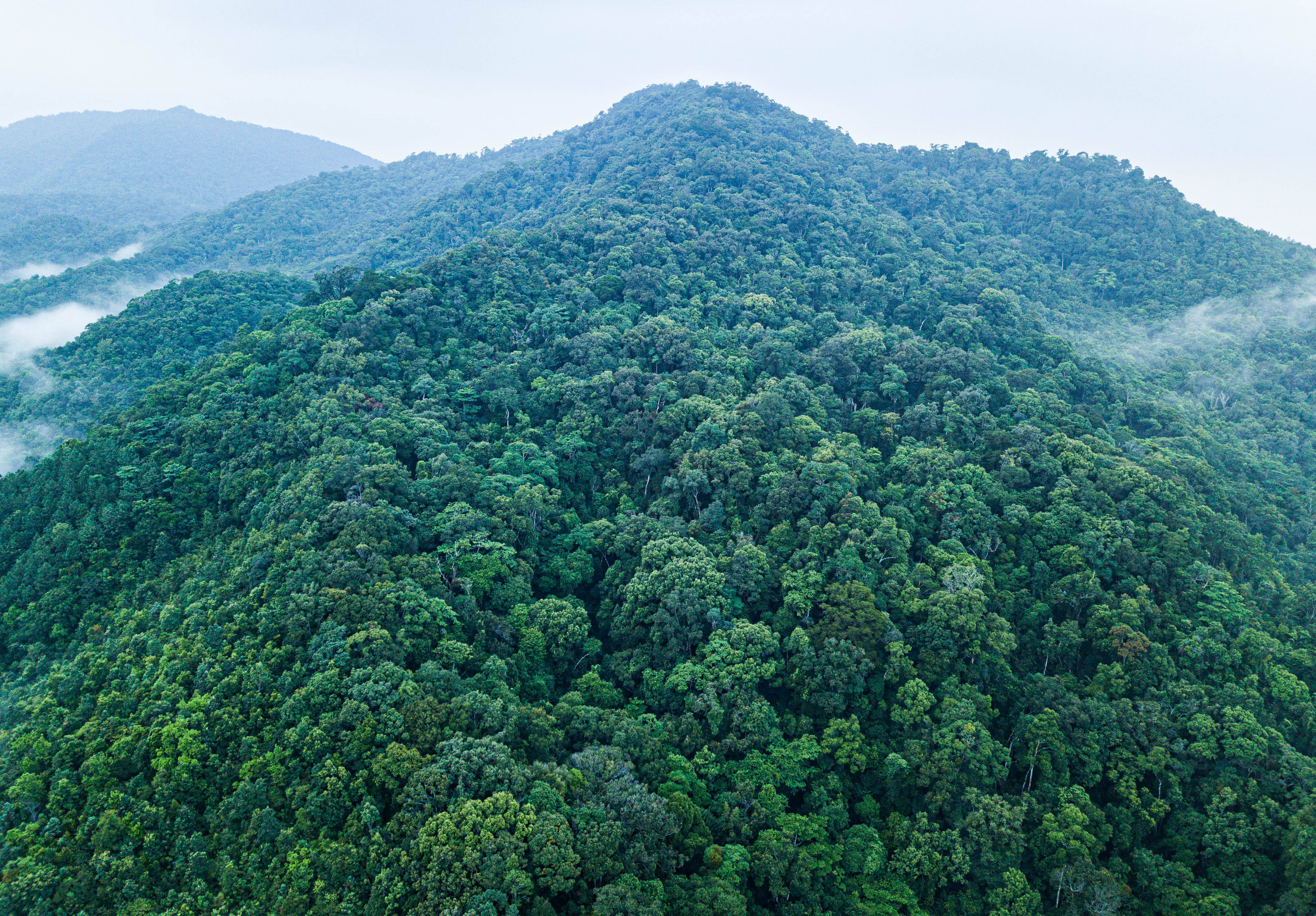 热带雨林的气候特征（解析热带雨林独特的气候特征和环境条件）