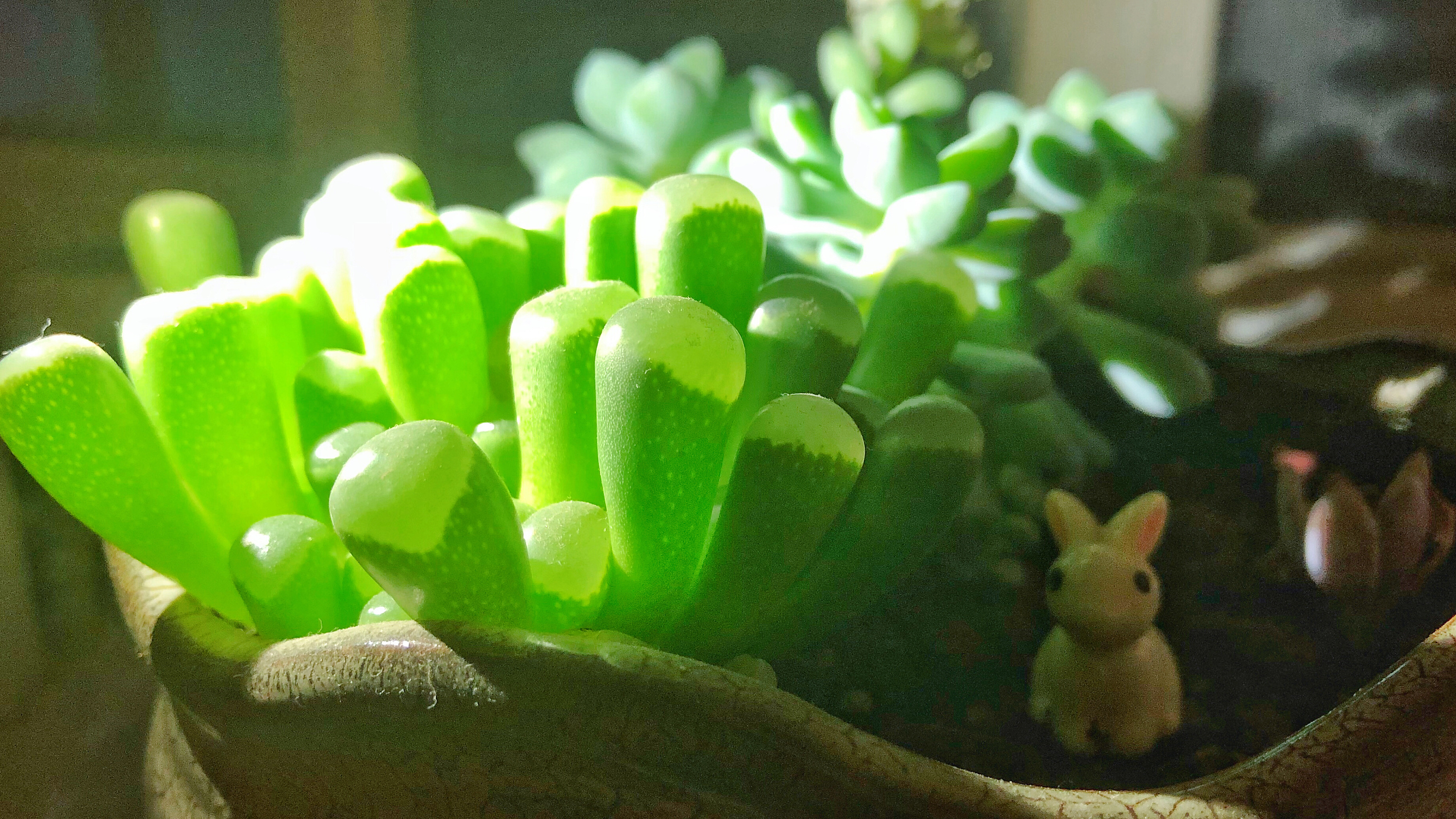 多肉养殖方法与注意事项（详细介绍多肉植物的养殖方法和注意事项）