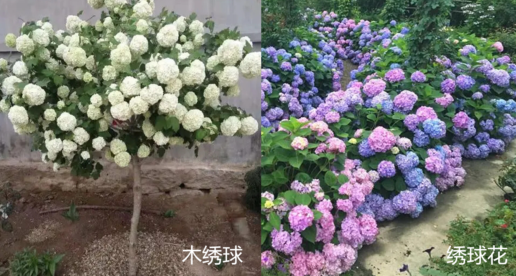 绣球花是草本还是木本（木绣球和绣球花的区别是什么）