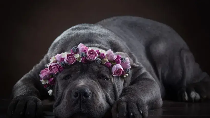护卫犬排行榜前十名（为什么越来越多人喜欢养护卫犬）