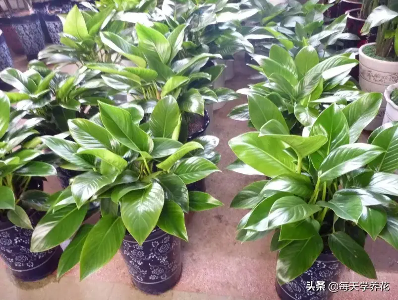 金钻的养殖方法和注意事项（新手怎么养金钻才不会死）